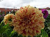 Dahlien 4