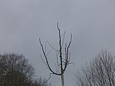2018 Winterschnitt Bild 8